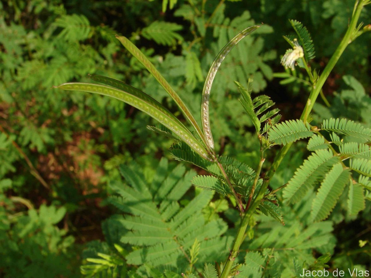 Desmanthus virgatus (L.) Willd.
